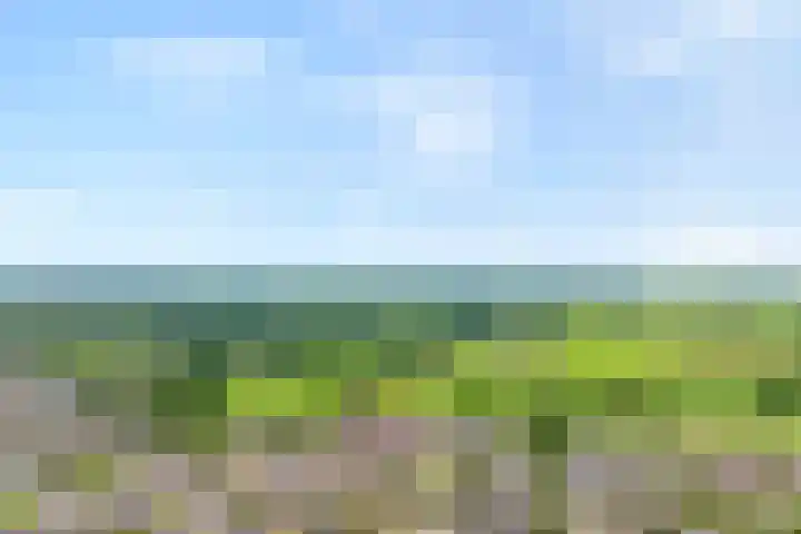 Pijlkruid 47 Nijverdal thumbnail 46