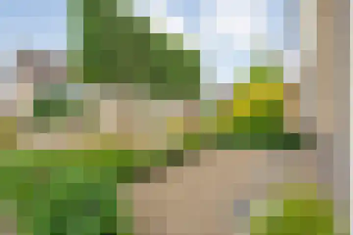 Pijlkruid 47 Nijverdal thumbnail 7