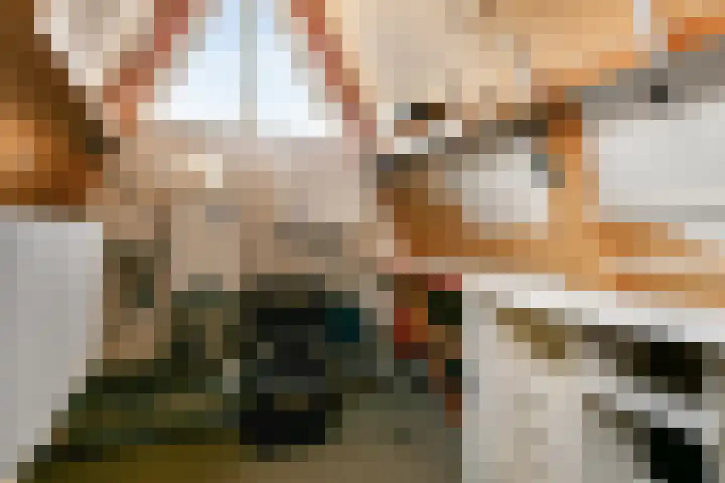 Pijlkruid 5 Velserbroek thumbnail 27