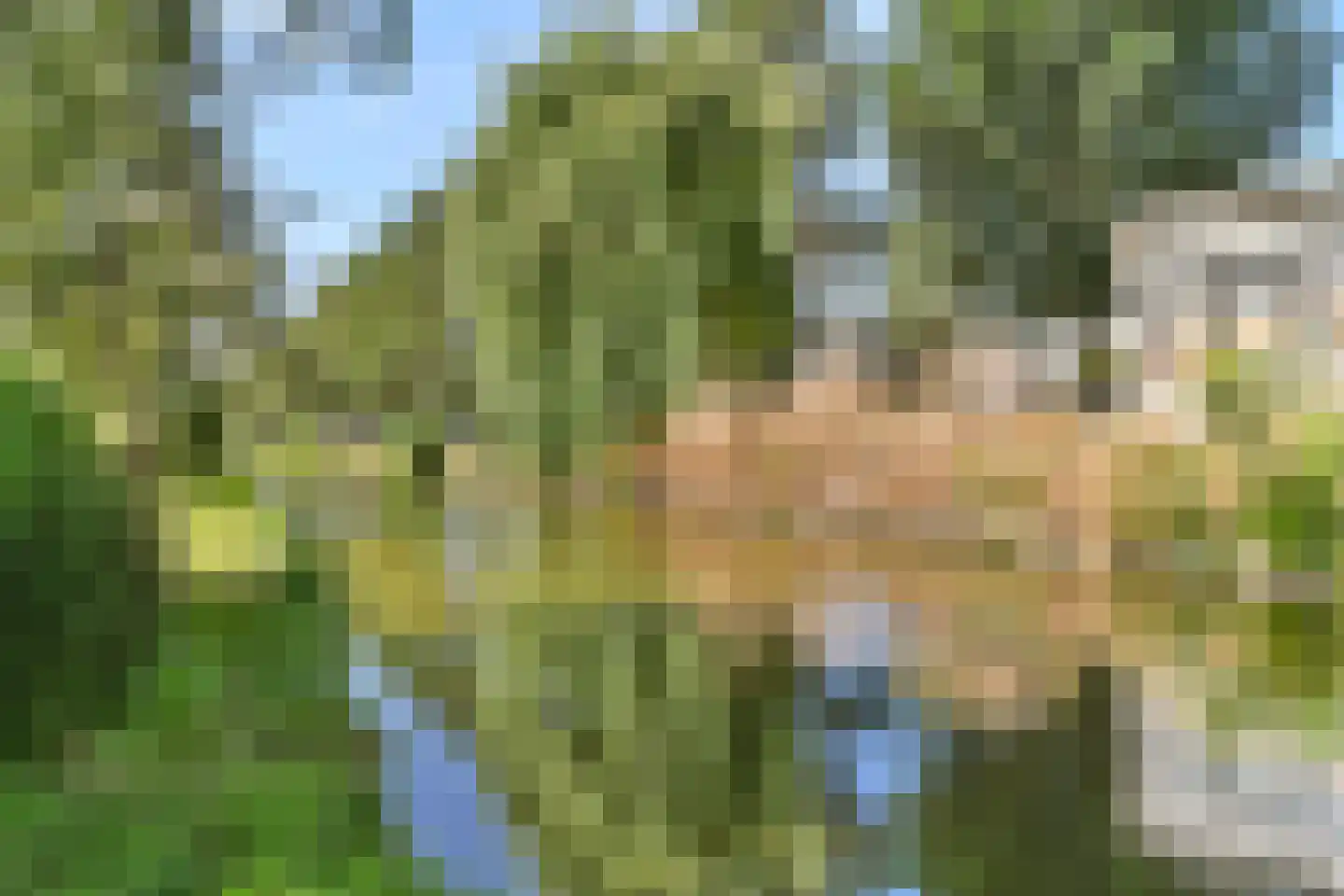 Pijlkruid 5 Velserbroek thumbnail 30
