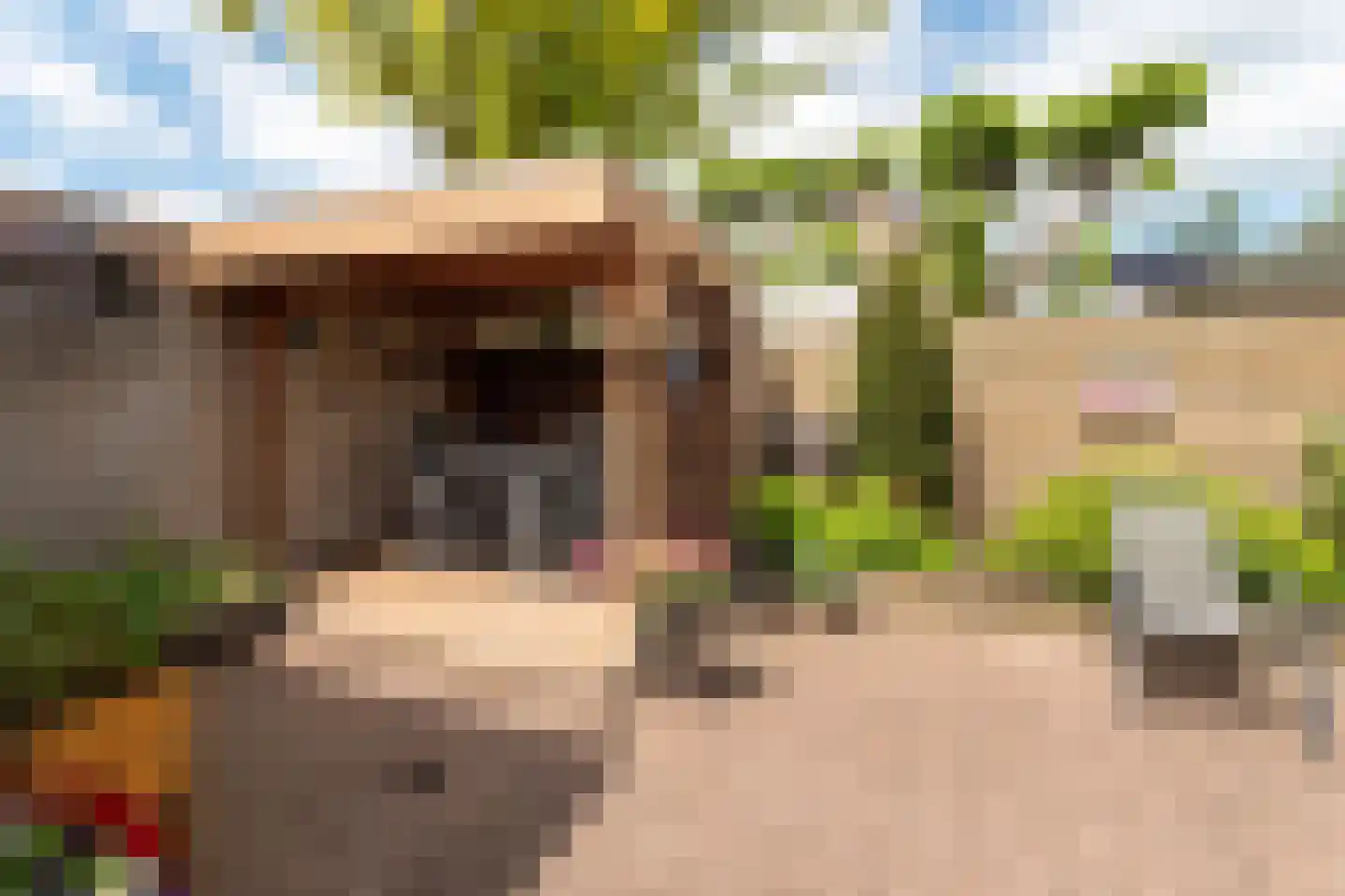 Pijlkruid 53 Nijverdal thumbnail 33