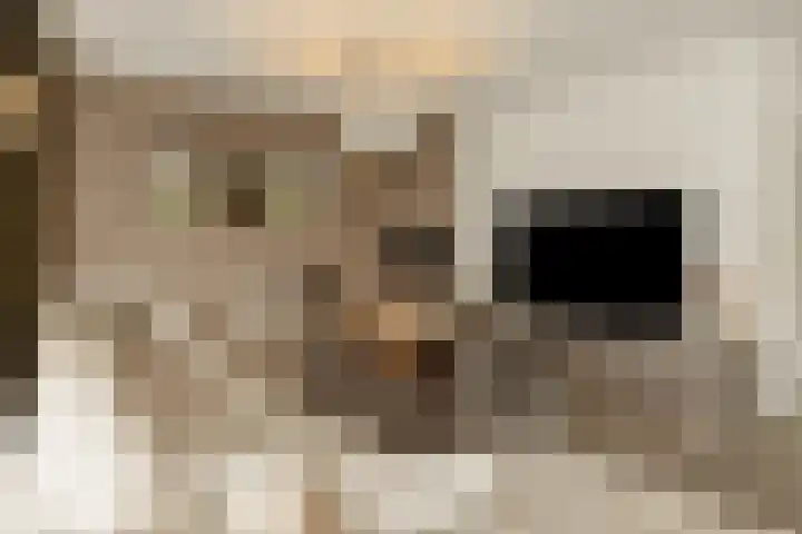Pijlkruid 7 Berlicum thumbnail 13