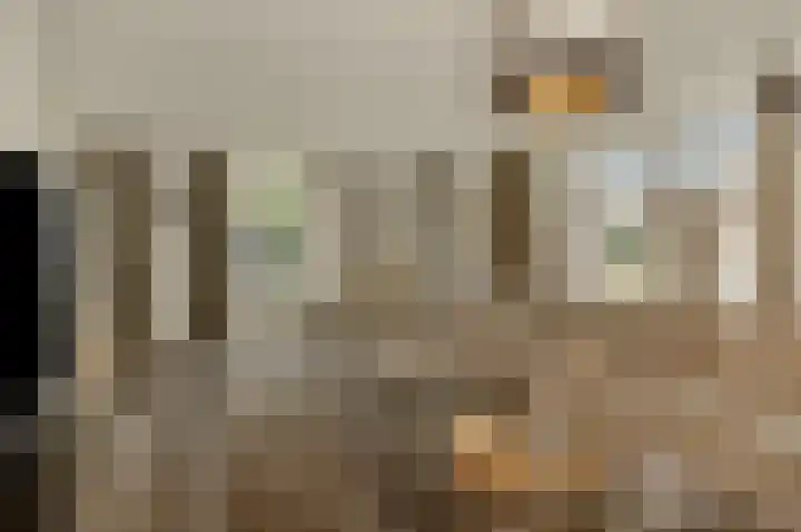 Pijlkruid 7 Berlicum thumbnail 14
