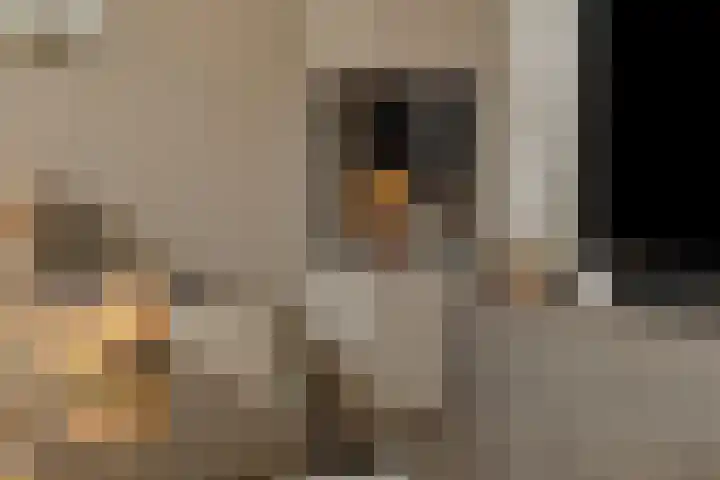 Pijlkruid 7 Berlicum thumbnail 16
