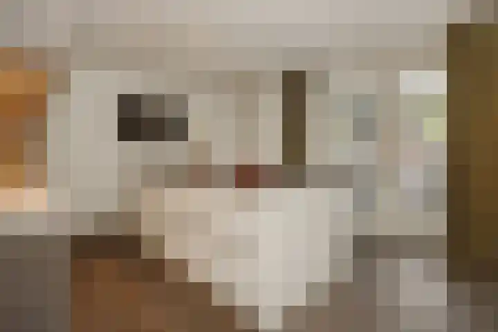 Pijlkruid 7 Berlicum thumbnail 22