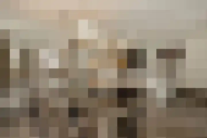 Pijlkruid 7 Berlicum thumbnail 24