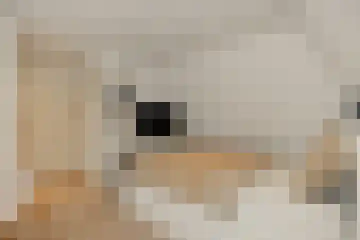 Pijlkruid 7 Berlicum thumbnail 43