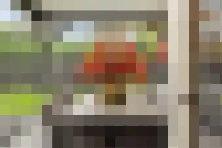 Pijlkruid 7 Berlicum thumbnail 76