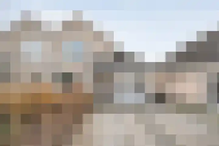 Pijlkruid 7 Nijverdal