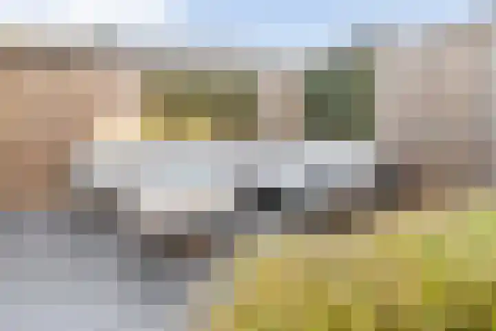 Pijlkruid 7 Nijverdal thumbnail 33