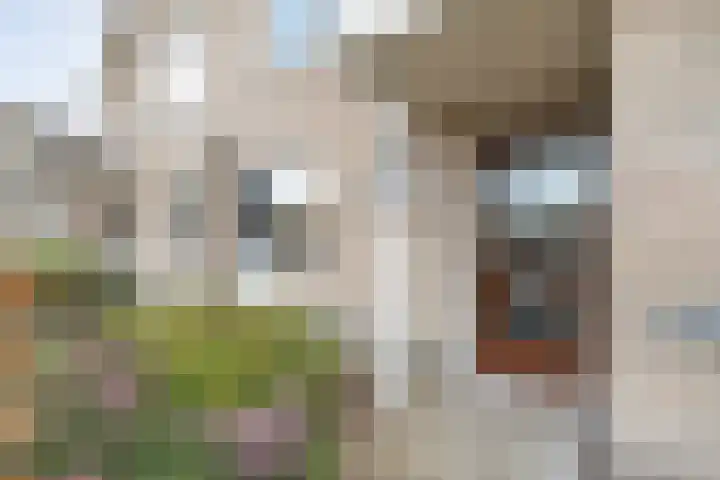 Pijlkruid 7 Nijverdal thumbnail 4