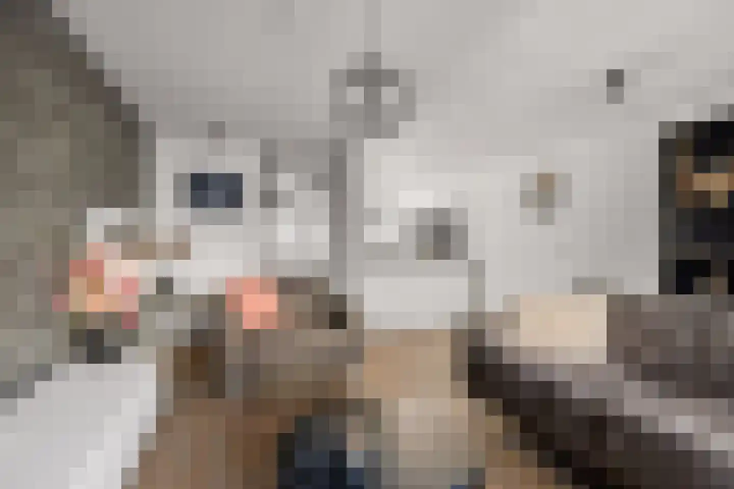 Pijlkruid 9 Amersfoort thumbnail 13