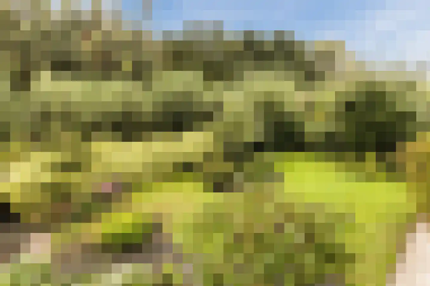 Pijlkruid 9 Culemborg thumbnail 42