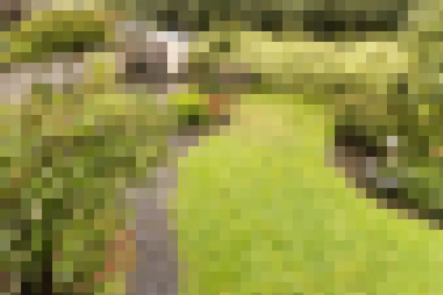 Pijlkruid 9 Culemborg thumbnail 43