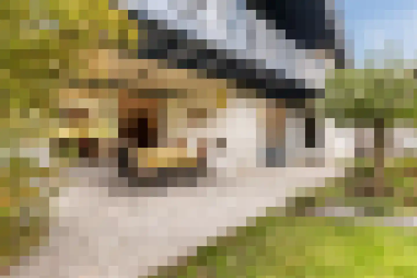 Pijlkruid 9 Culemborg thumbnail 47