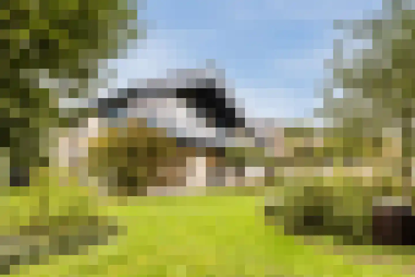 Pijlkruid 9 Culemborg thumbnail 5
