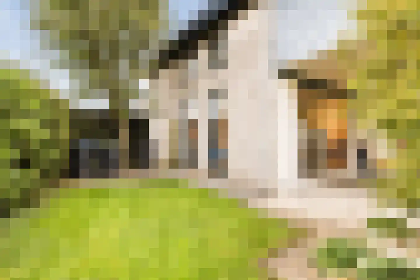Pijlkruid 9 Culemborg thumbnail 50