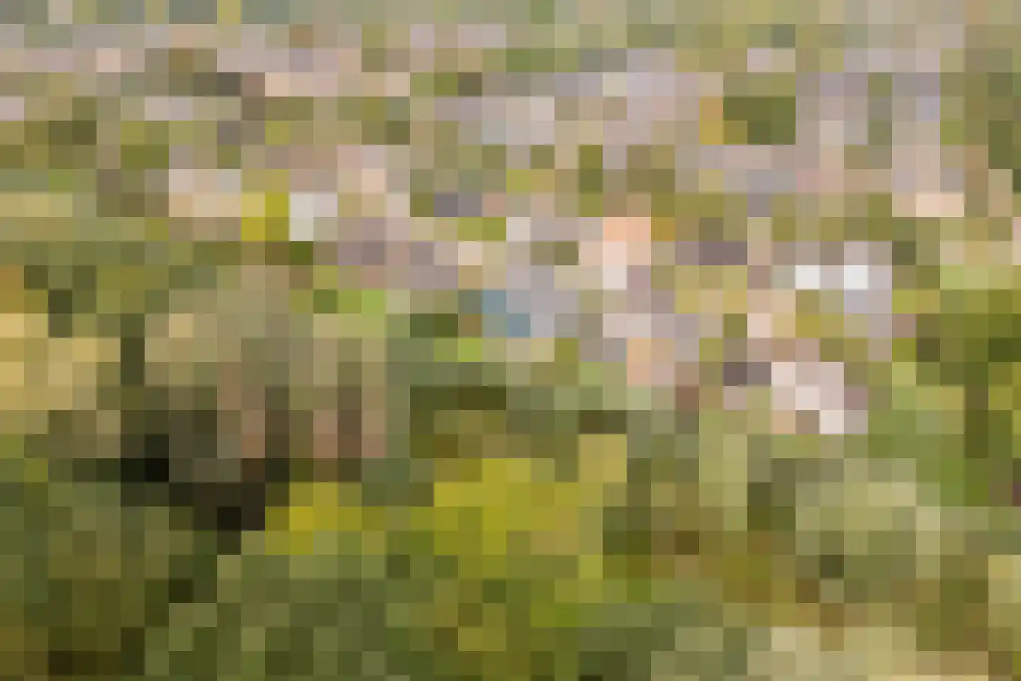 Pijlkruid 9 Culemborg thumbnail 59