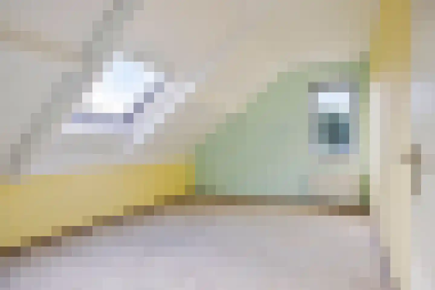 Pijlkruid 9 Nijverdal thumbnail 18