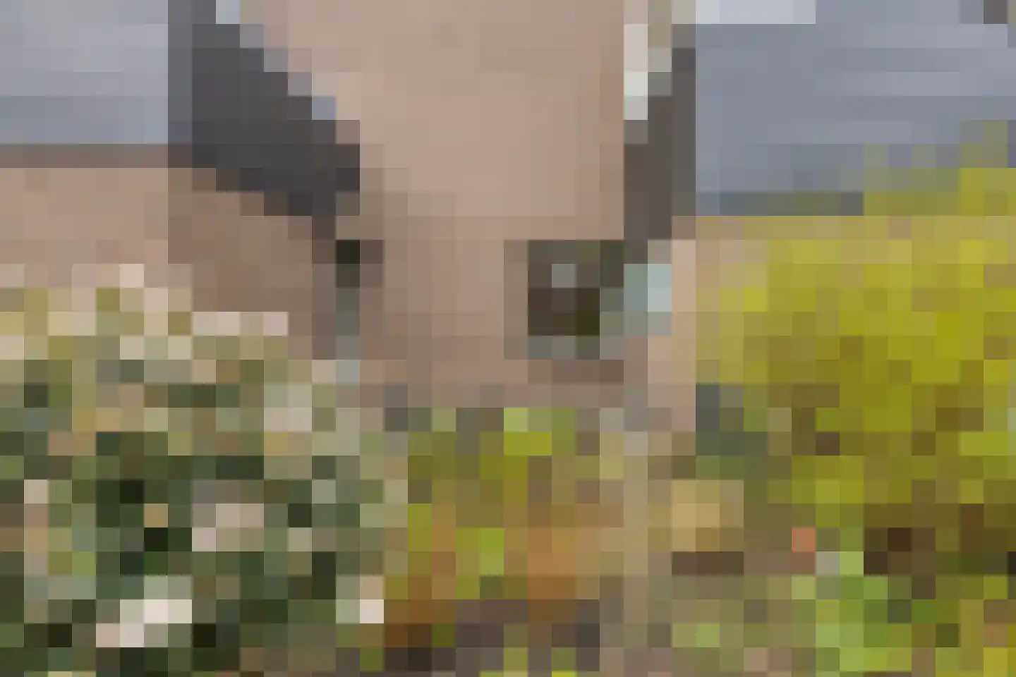 Pijlkruidvaart 36 Zoetermeer thumbnail 29