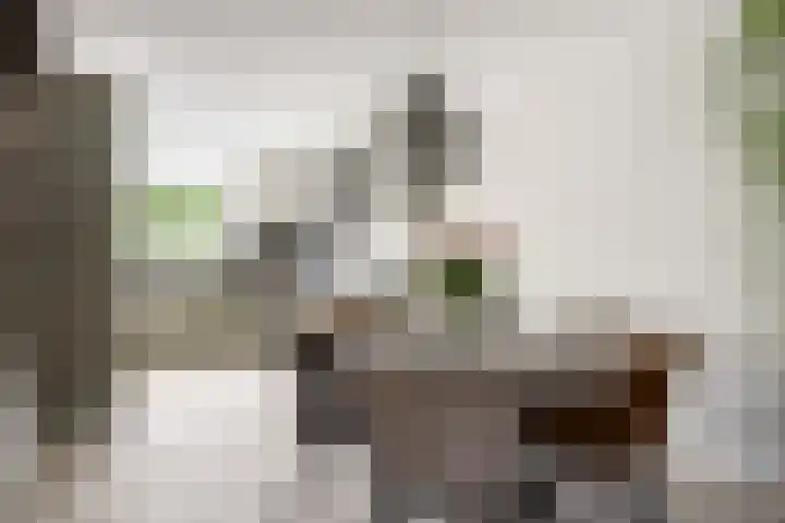Pijlstaart 22 Hoogkarspel foto 3