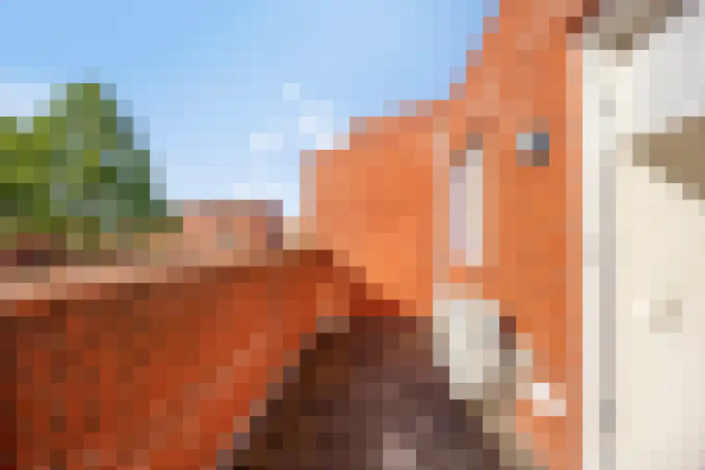 Pijlstaart 9 Bergen op Zoom thumbnail 17