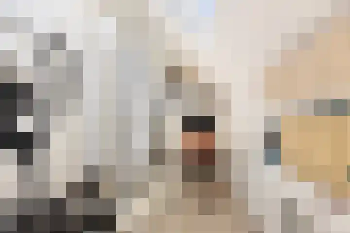 Pijlstaartvlinder 21 Utrecht thumbnail 50