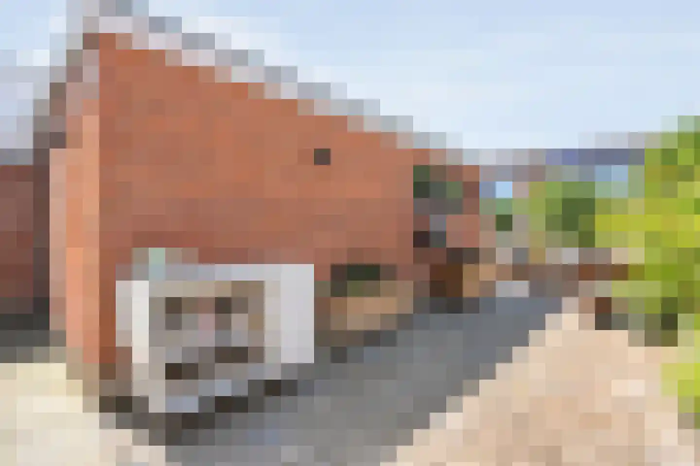 Pijnacker Hordijkstraat 15 Coevorden thumbnail 31