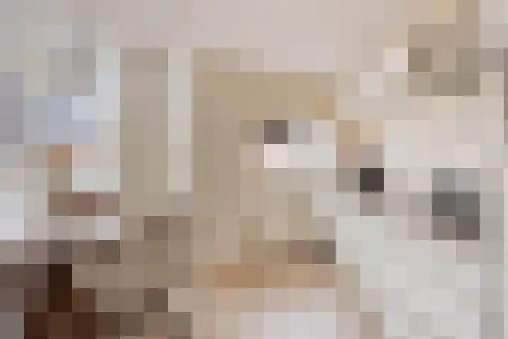 Pijnappelsche Poort 14 's-Hertogenbosch thumbnail 20