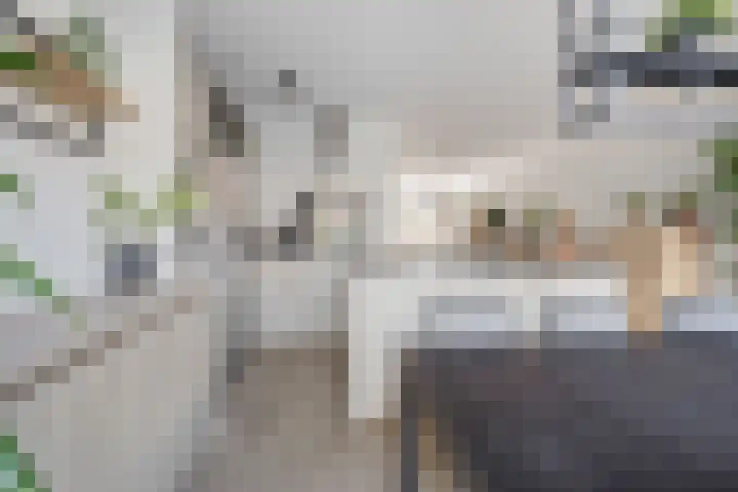 Pijnboom 2 Meijel thumbnail 16