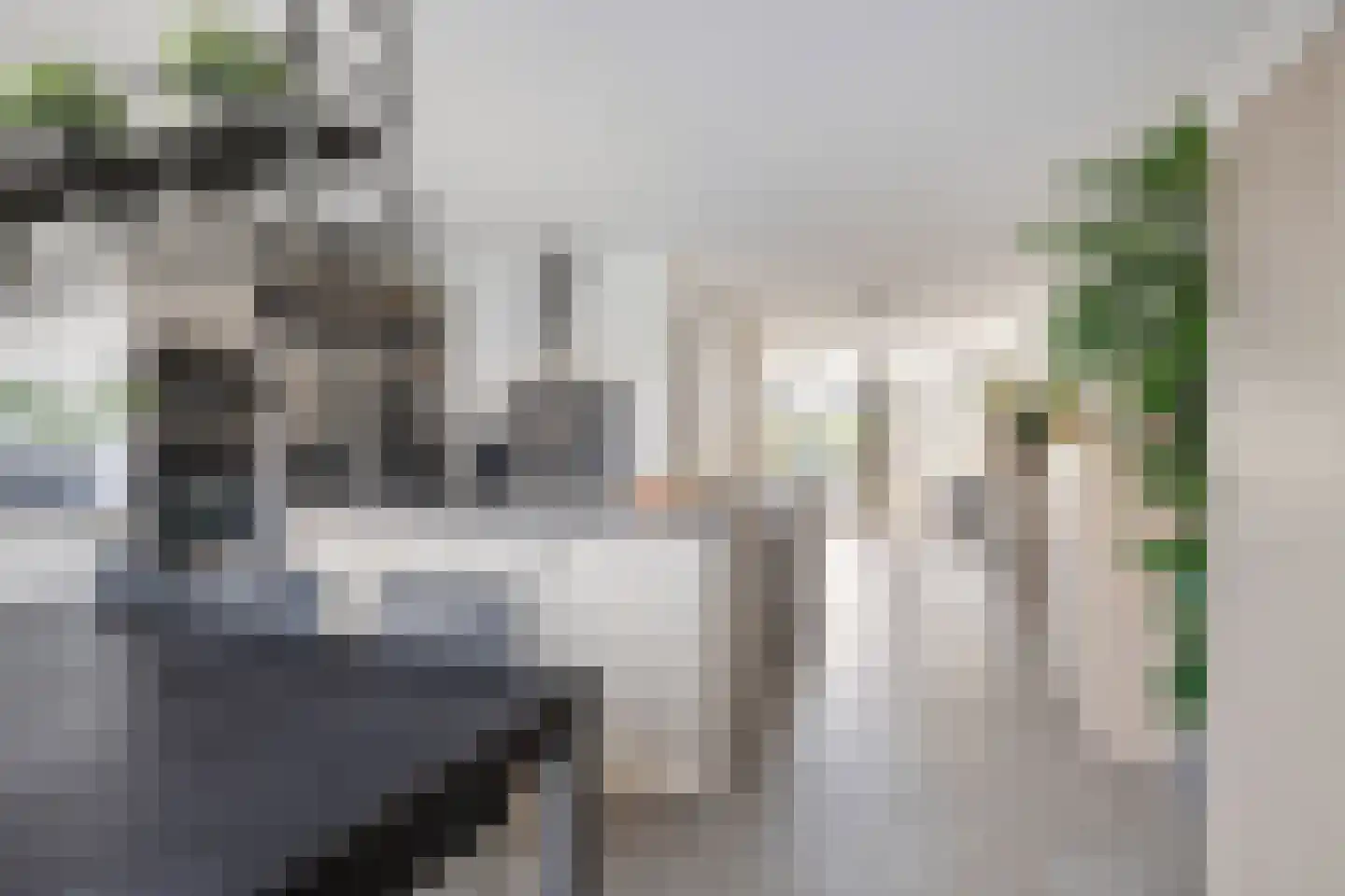 Pijnboom 2 Meijel thumbnail 17