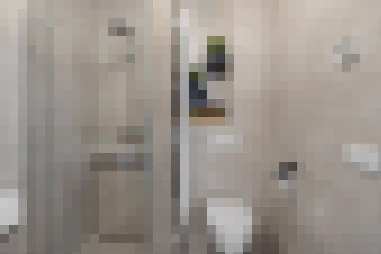 Pijnboom 2 Meijel thumbnail 30