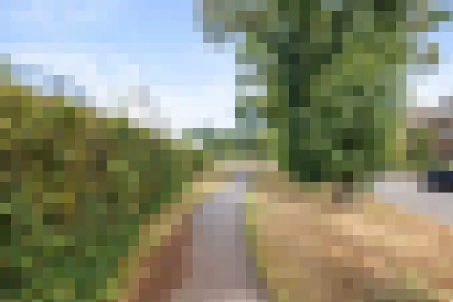 Pijnboom 2 Meijel thumbnail 52