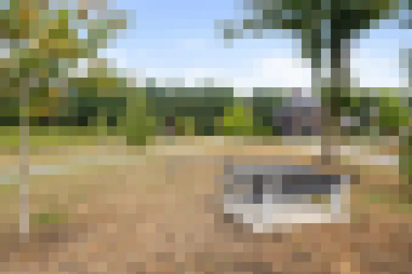 Pijnboom 2 Meijel thumbnail 54