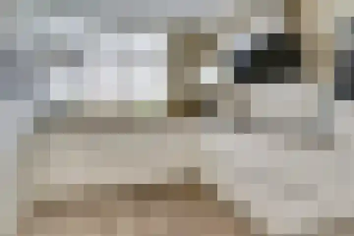 Pijnboomhof 9 Dieren thumbnail 11