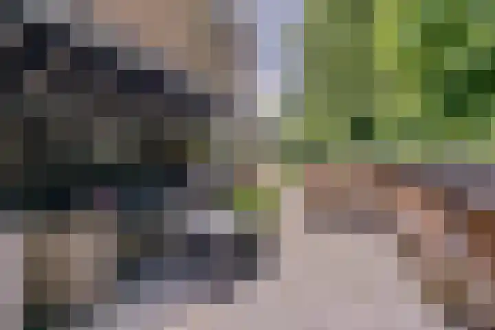 Pijnboomhof 9 Dieren thumbnail 36