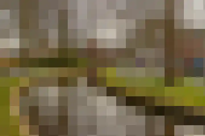 Pijpekruidlaan 9 Zoeterwoude thumbnail 38