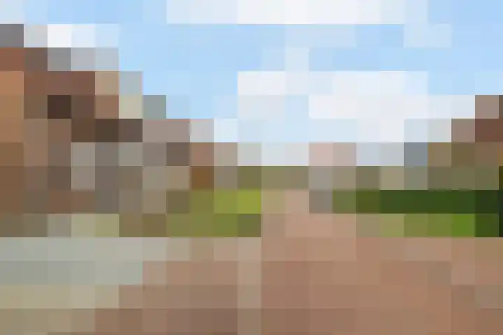 Pijpestro 13 Erica thumbnail 4