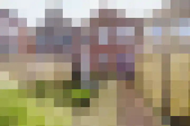 Pikeur 13 Nootdorp thumbnail 4