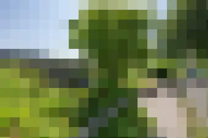 Pimpelmees 15 Sommelsdijk thumbnail 27
