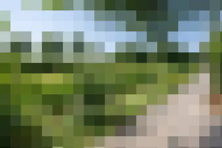 Pimpelmees 15 Sommelsdijk thumbnail 28