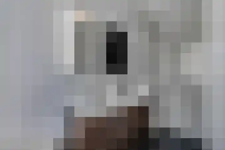 Pimpelmees 20 Rhenen thumbnail 24