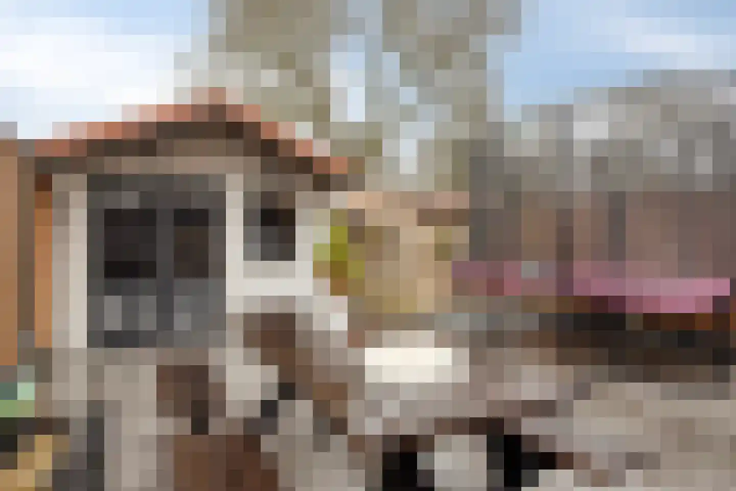Pimpelmees 32 Sommelsdijk thumbnail 24