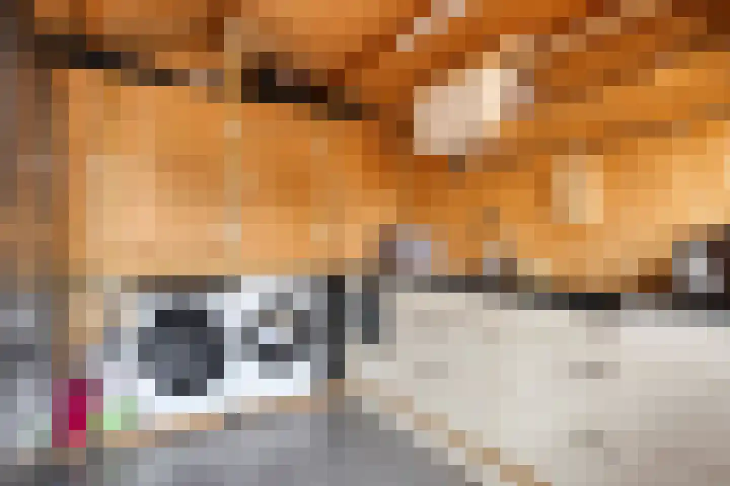 Pimpelmees 32 Sommelsdijk thumbnail 25