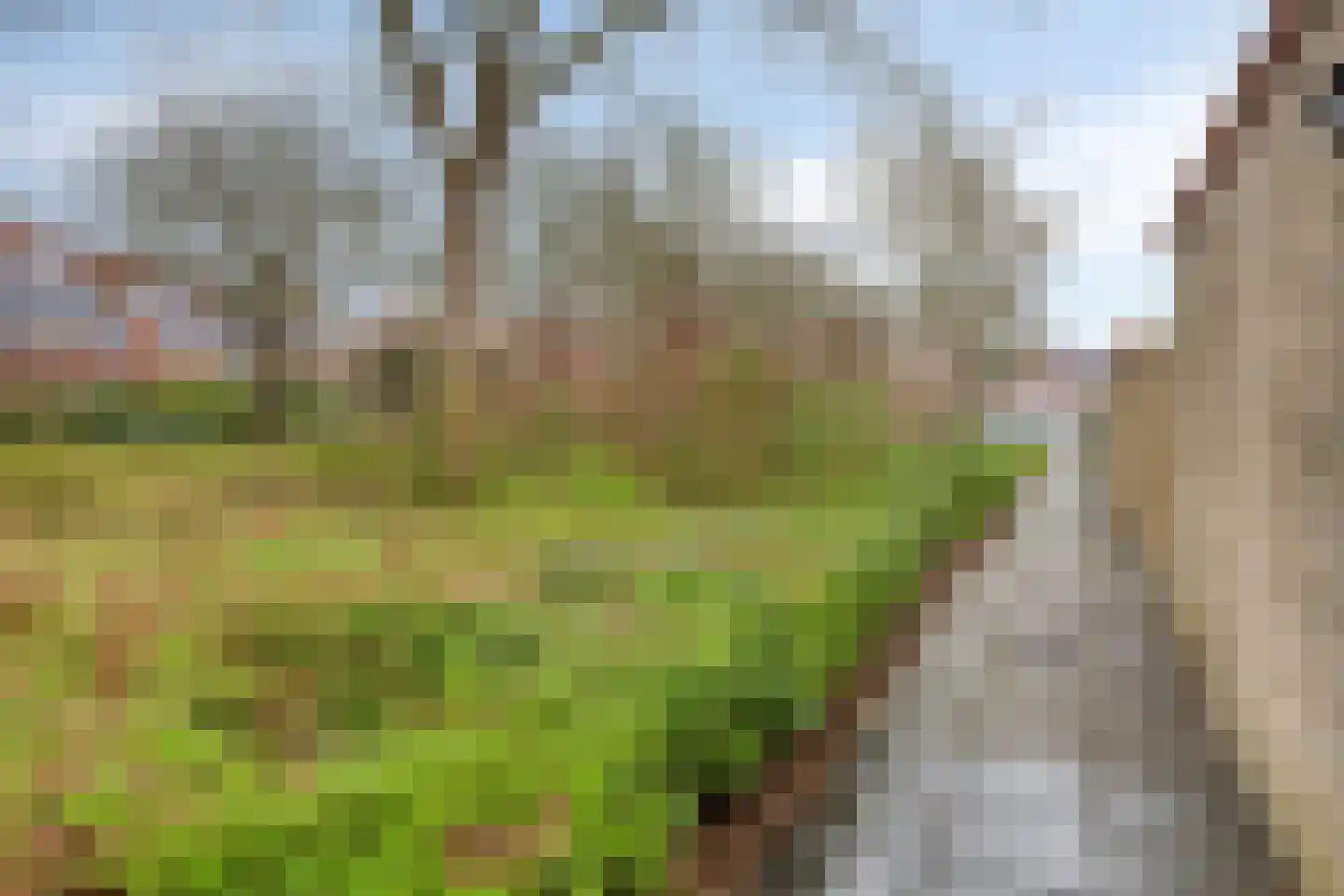 Pimpelmees 32 Sommelsdijk thumbnail 27