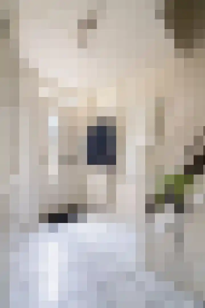 Pimpelmeeshof 23 Weert thumbnail 8