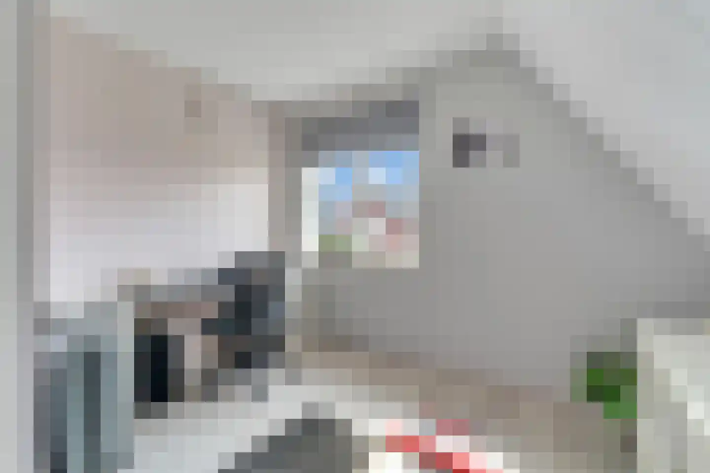 Pimpernel 12 Nijverdal thumbnail 21
