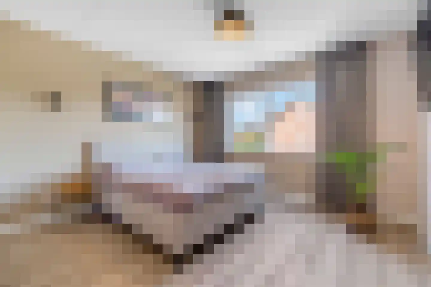 Pimpernel 3 Nijverdal thumbnail 18