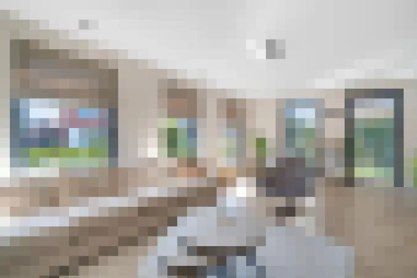 Pimpernel 3 Nijverdal thumbnail 4