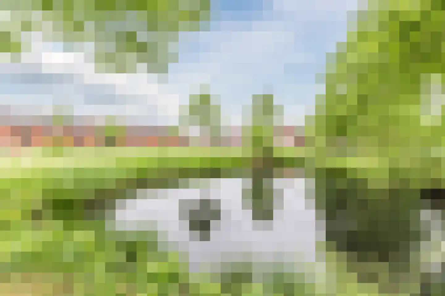 Pimpernel 46 Bladel thumbnail 27
